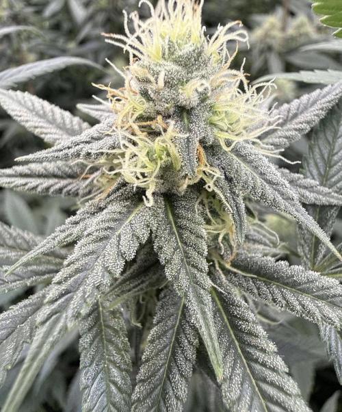Rainbow Candy. Week 13