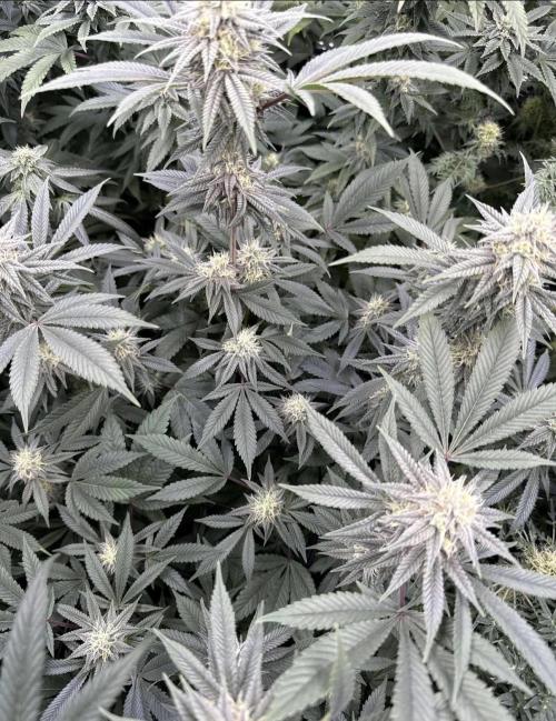 Rainbow Candy. Week 13