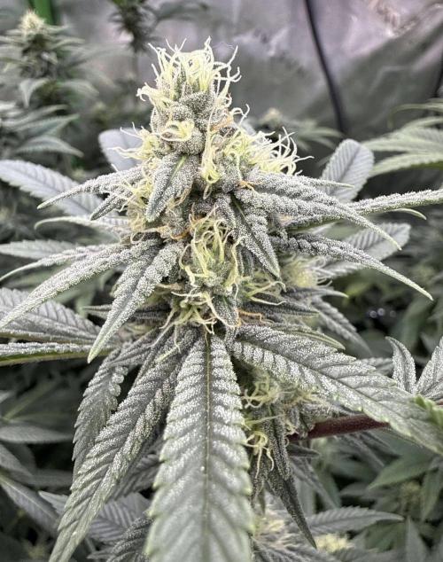Rainbow Candy. Week 13