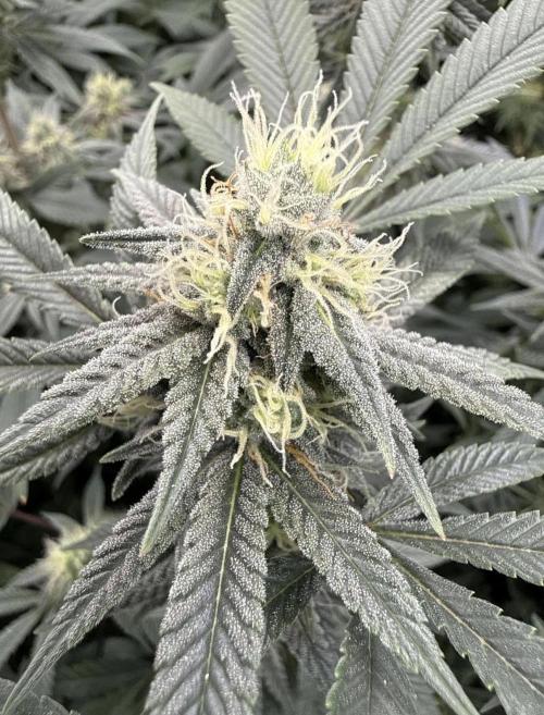 Rainbow Candy. Week 13