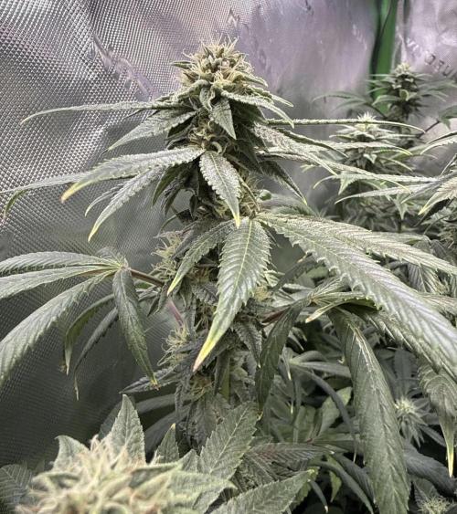 Peach Frosting. Week 13