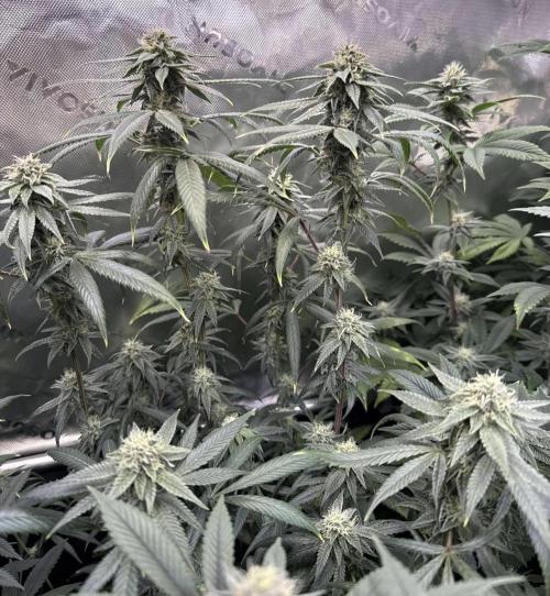 Peach Frosting. Week 13