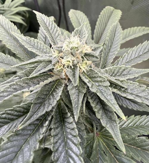 Emerald Envy. Week 13