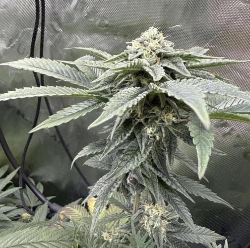 Emerald Envy. Week 13