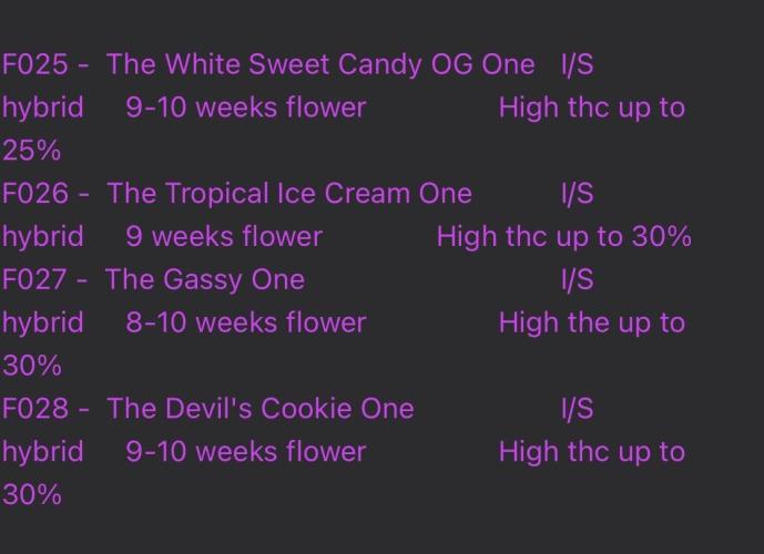 Devils Cookies (SSSC US Strain Cup). Week 0 - Die Strainauswahl 

Meine viel auf The Devils Cookies 
