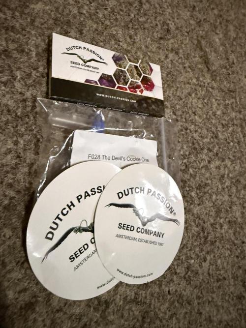 Devils Cookies (SSSC US Strain Cup). Week 0 - Cup Package 