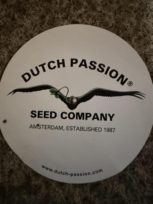 Devils Cookies (SSSC US Strain Cup). Week 0 - Dutch Passion 