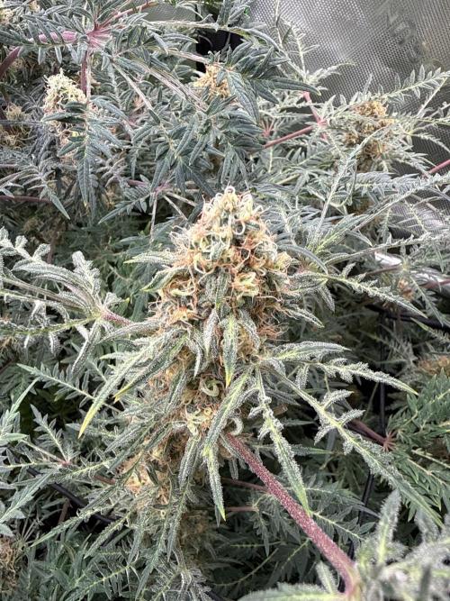 Mentha de Croco Bx1 F2. Week 16