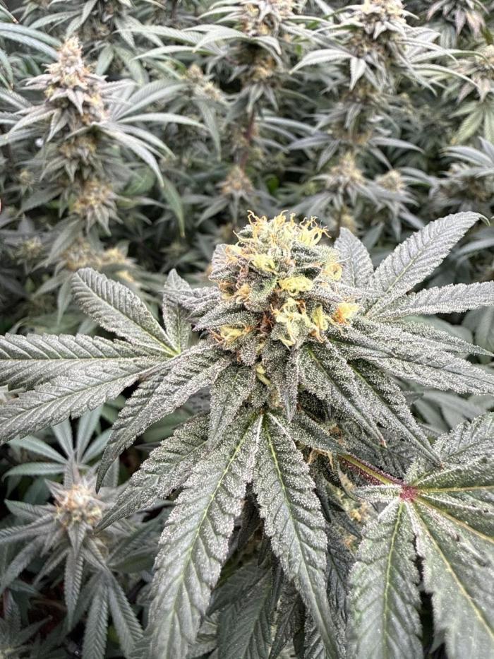 Sunset Paradise. Week 16