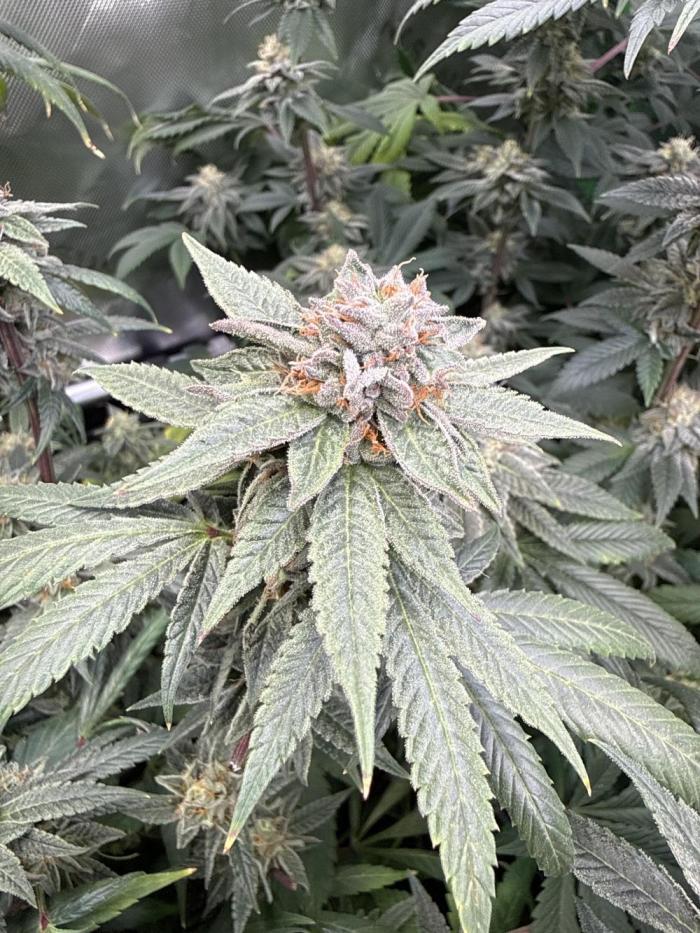 Peach Frosting. Week 16