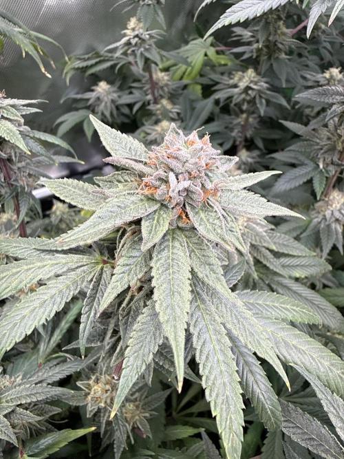 Peach Frosting. Week 16