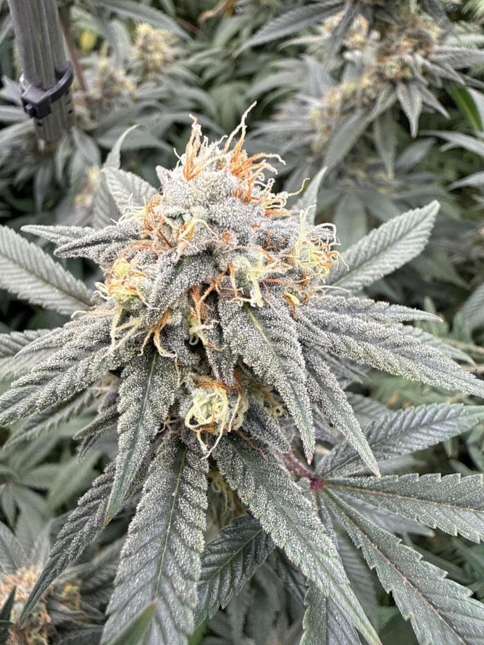 Rainbow Candy. Week 16