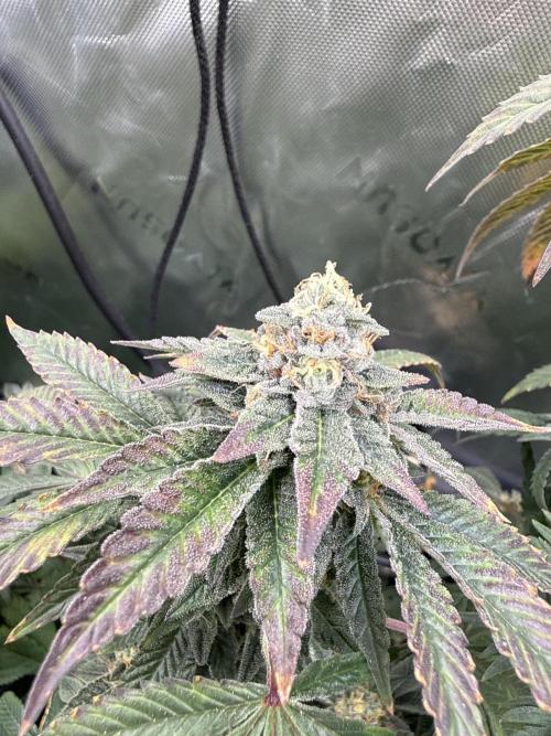 Emerald Envy. Week 16