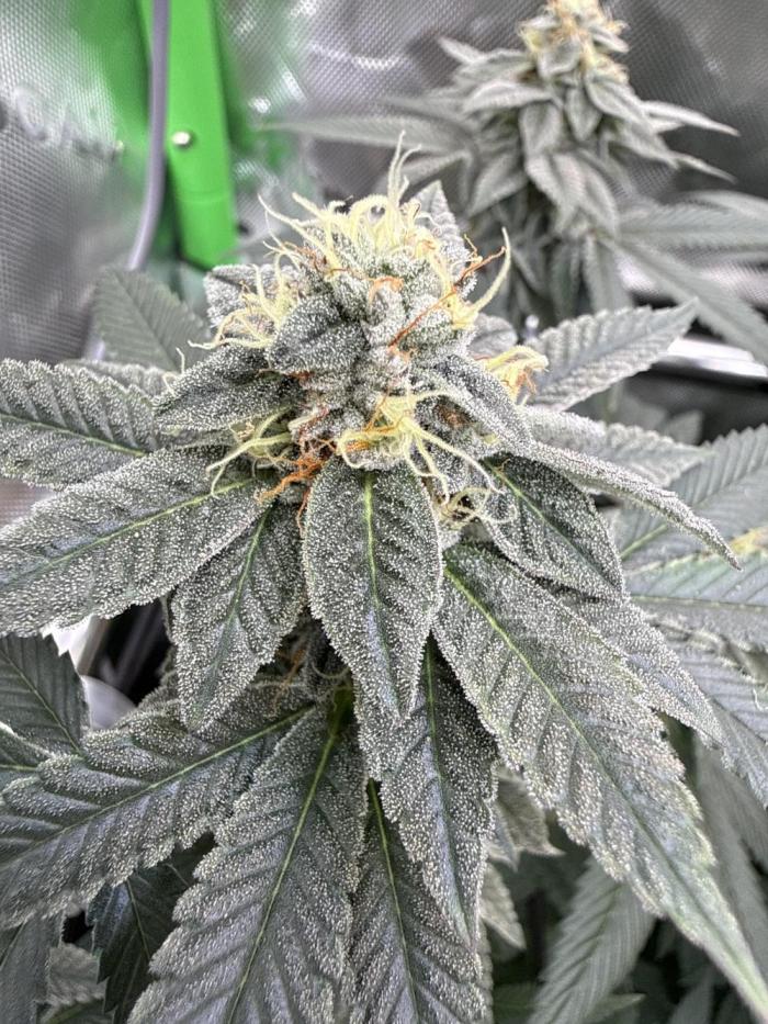 G-Force. Week 16