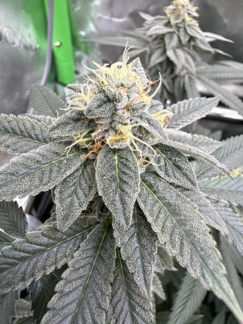 G-Force. Week 16