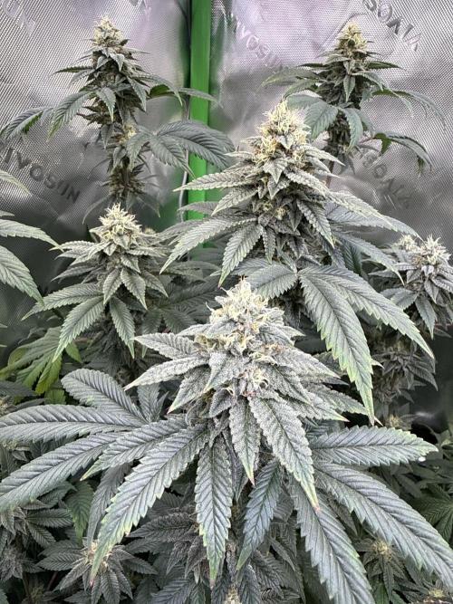 Chem Cake. Week 16