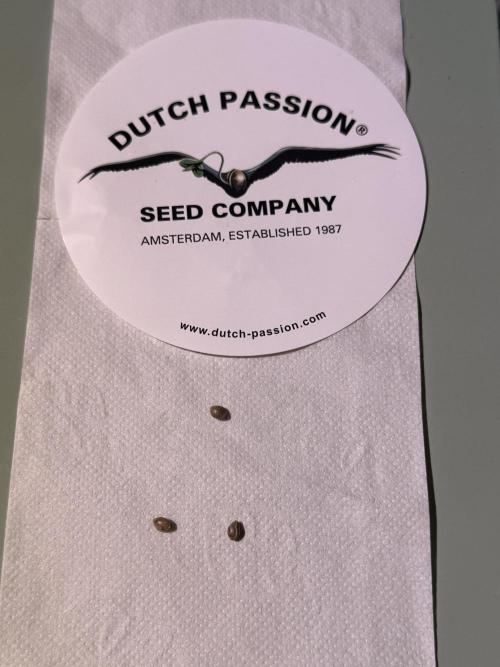 Devils Cookies (SSSC US Strain Cup). Week 0 - Die Qual der Wahl ist gefallen 
