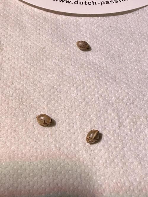 Devils Cookies (SSSC US Strain Cup). Week 0 - Watch it 