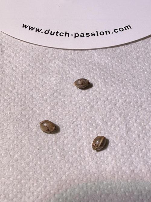 Devils Cookies (SSSC US Strain Cup). Week 0 - Alle 3 zusammen 