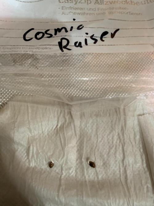 Cosmic Raiser. Week 0