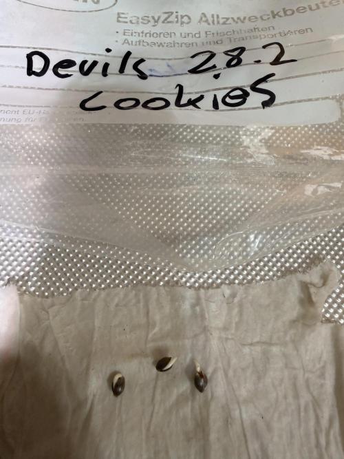Devils Cookies (SSSC US Strain Cup). Week 0 - Alle 3 sind sie da 
