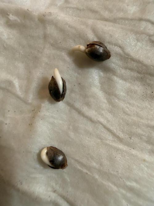 Devils Cookies (SSSC US Strain Cup). Week 0 - Schöne Dicke kommt sie zur Welt 