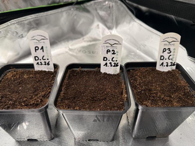 Devils Cookies (SSSC US Strain Cup). Week 0 - Auf geht’s 1.3.26