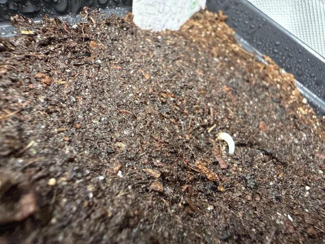 Devils Cookies (SSSC US Strain Cup). Week 0 - 2.3.26 Die erste zeigt sich 