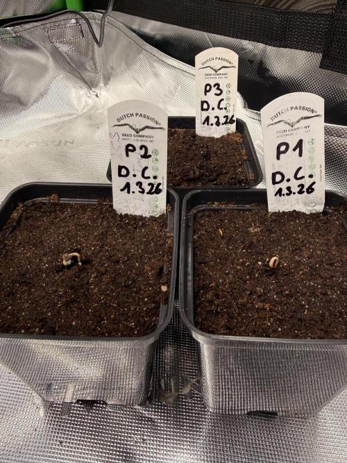 Devils Cookies (SSSC US Strain Cup). Week 0 - 3.3.26 2 von 3 sind da 