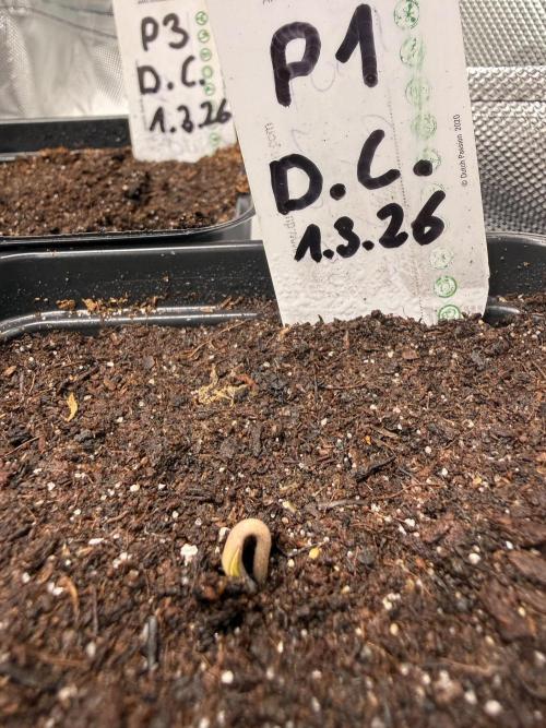 Devils Cookies (SSSC US Strain Cup). Week 0 - 3.3.26 Am solidesten 