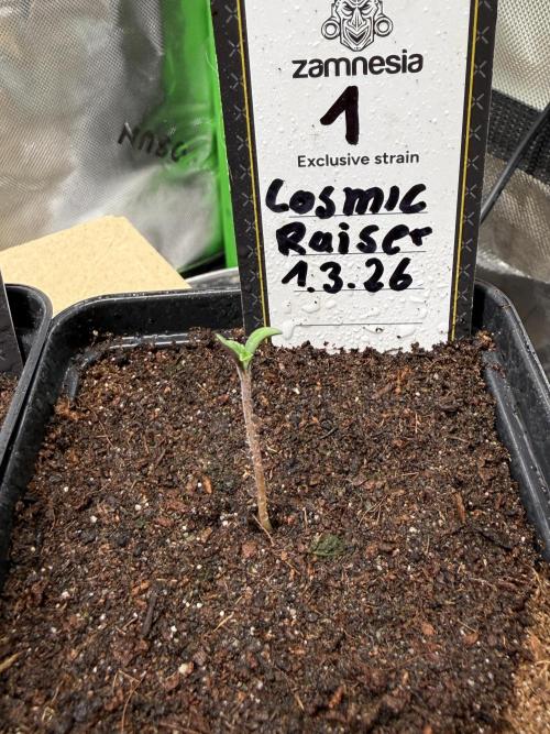 Cosmic Raiser. Week 0 - 4.3.26