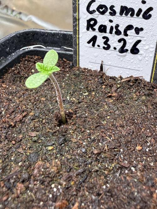 Cosmic Raiser. Week 0 - 4.3.26