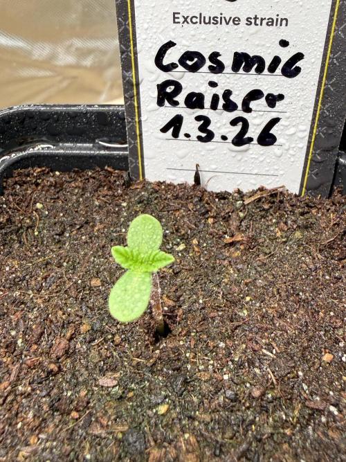 Cosmic Raiser. Week 0