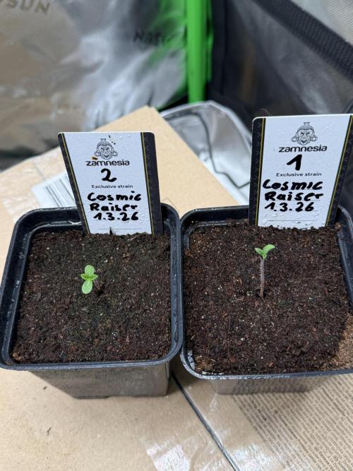 Cosmic Raiser. Week 0