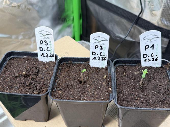 Devils Cookies (SSSC US Strain Cup). Week 0 - 4.3.26 alle da 
