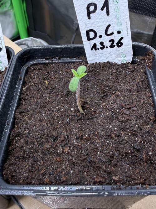 Devils Cookies (SSSC US Strain Cup). Week 0 - 4.3.26 gut gekommen 