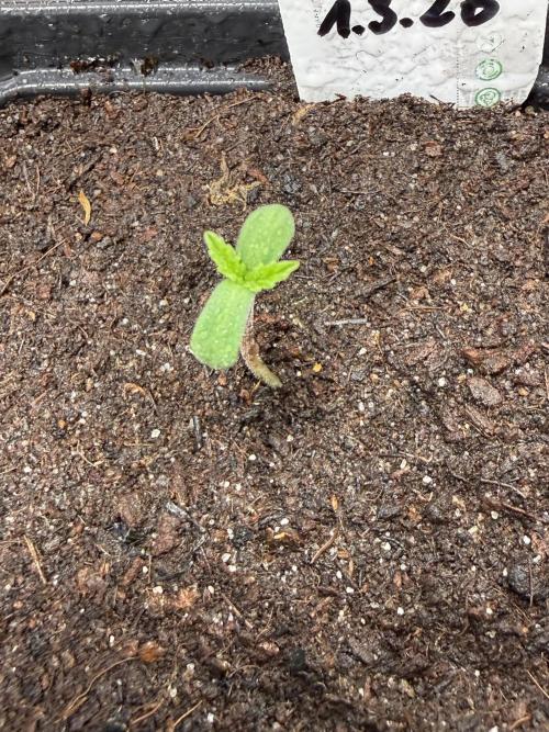 Devils Cookies (SSSC US Strain Cup). Week 0 - 4.3.26 schönes grün :) hatte was schwarzes Erwartet 