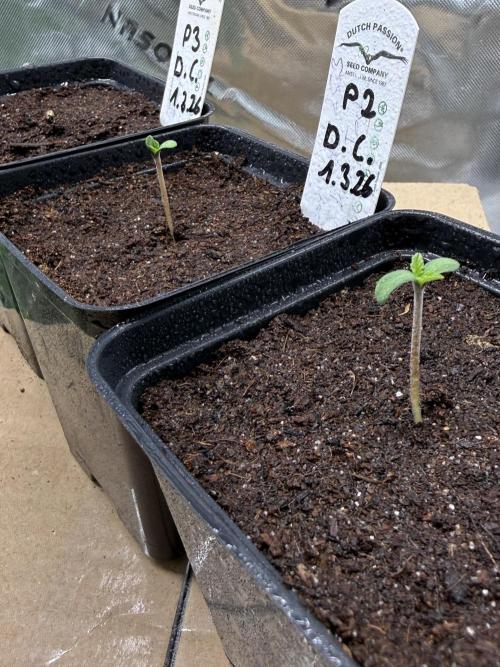 Devils Cookies (SSSC US Strain Cup). Week 0 - 4.3.26 alle 3 zusammen 