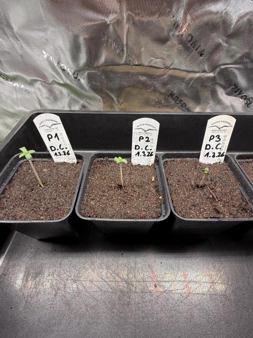Devils Cookies (SSSC US Strain Cup). Week 0 - 5.3.26 Umzug ins Minigewächshaus 