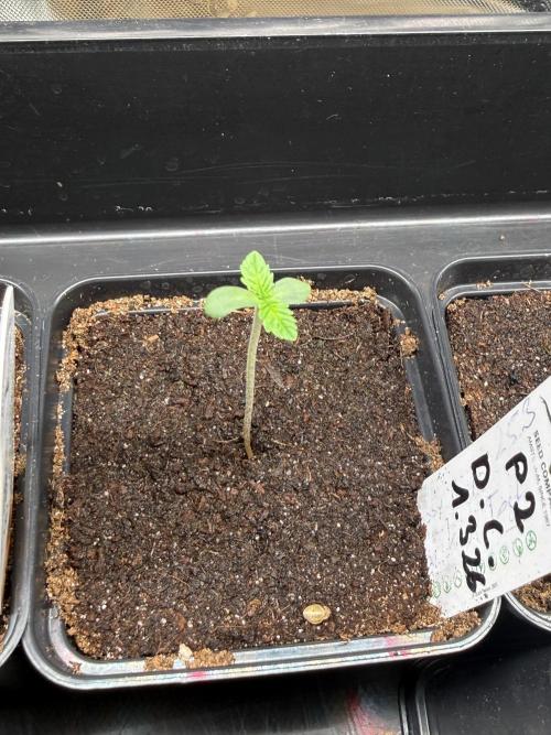 Devils Cookies (SSSC US Strain Cup). Week 0 - 6.3.26 es wird 
