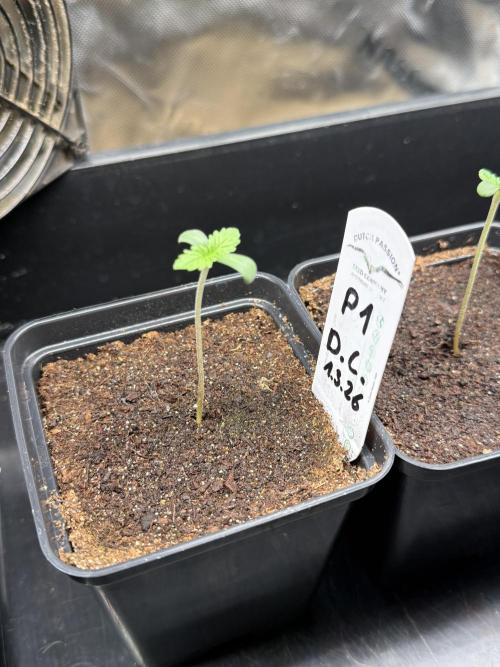 Devils Cookies (SSSC US Strain Cup). Week 0 - 6.3.26 Die orgelpfeifen auf einer höher 