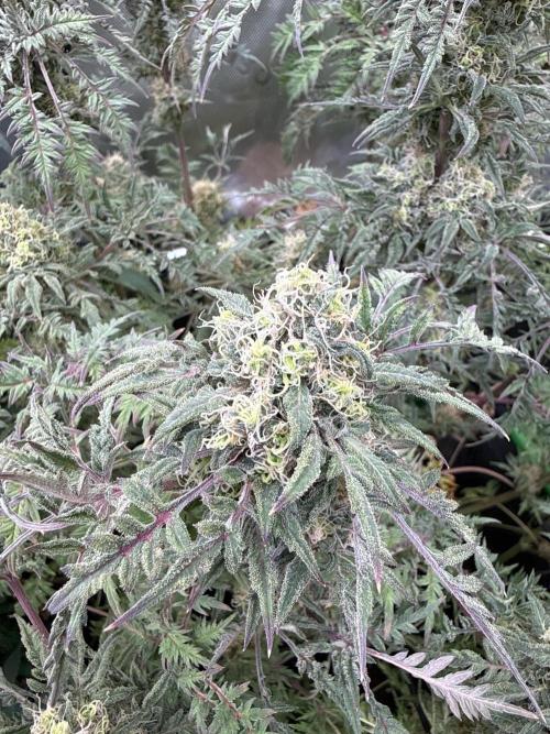 Mentha de Croco. Week 18