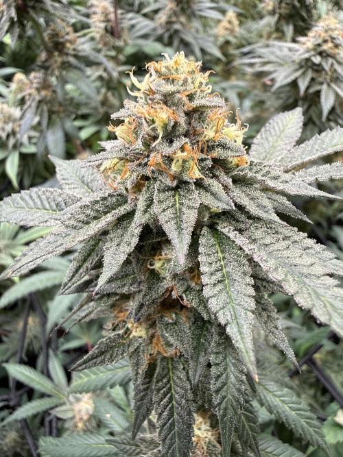 Sunset Paradise. Week 18