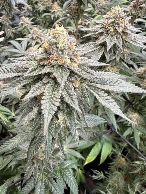 Sunset Paradise. Week 18