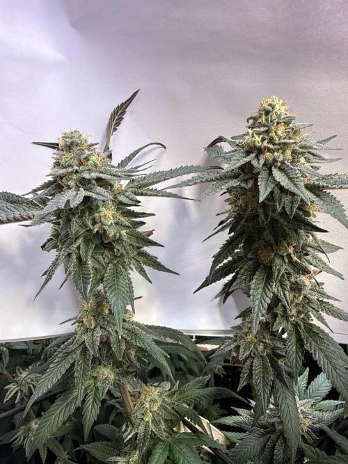 Sunset Paradise. Week 18
