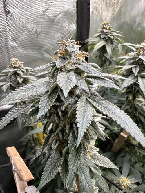 G-Force. Week 18