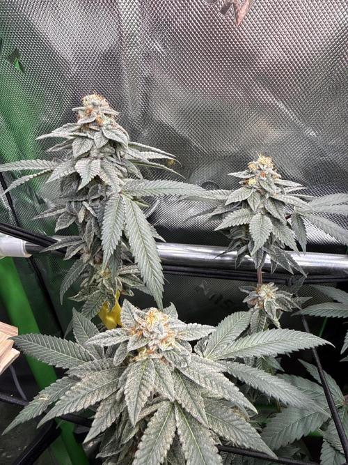 G-Force. Week 18