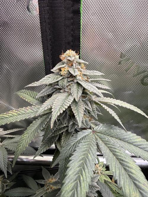 G-Force. Week 18