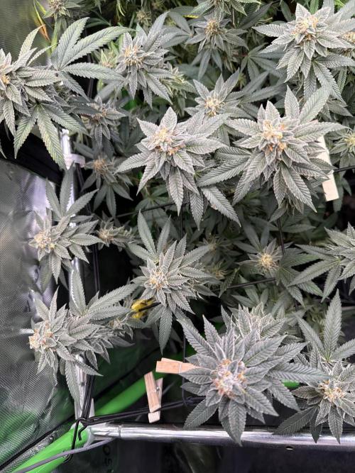 G-Force. Week 18