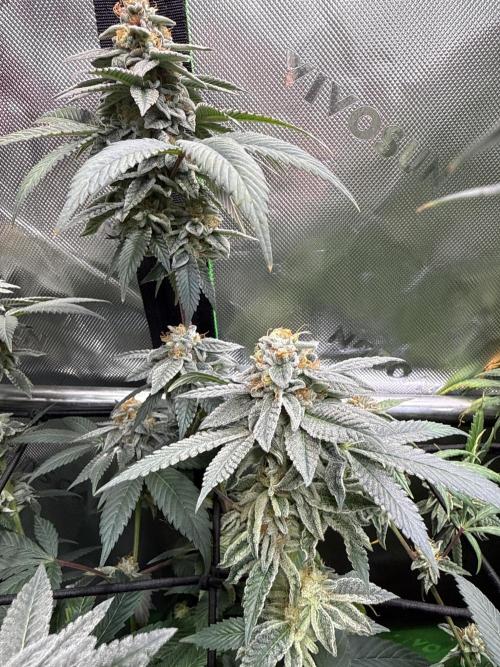 G-Force. Week 18